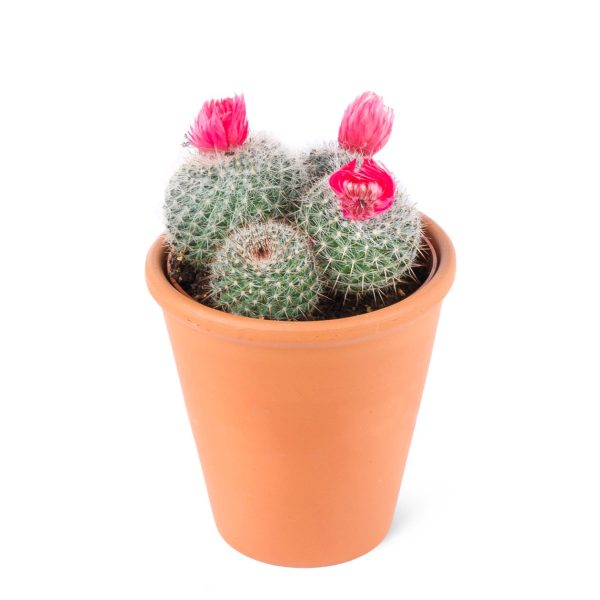 Parodia chrysacanthion-Pembe çiçekli kaktüs