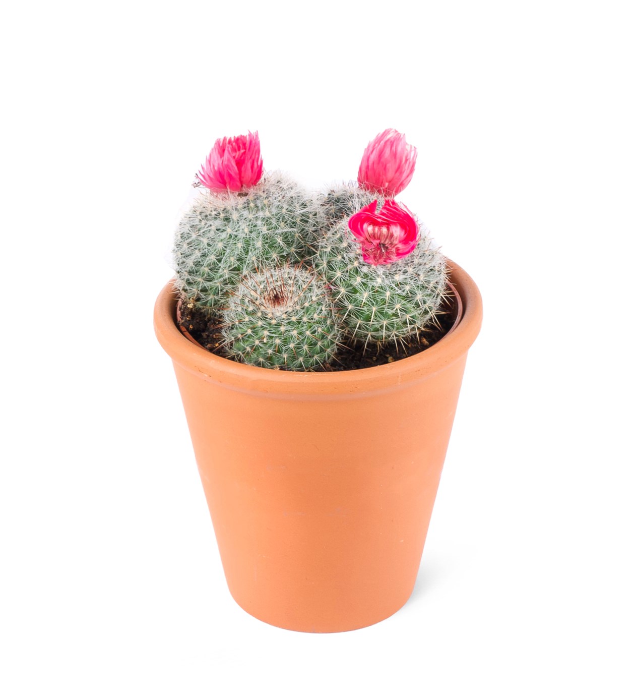 Parodia chrysacanthion-Pembe çiçekli kaktüs