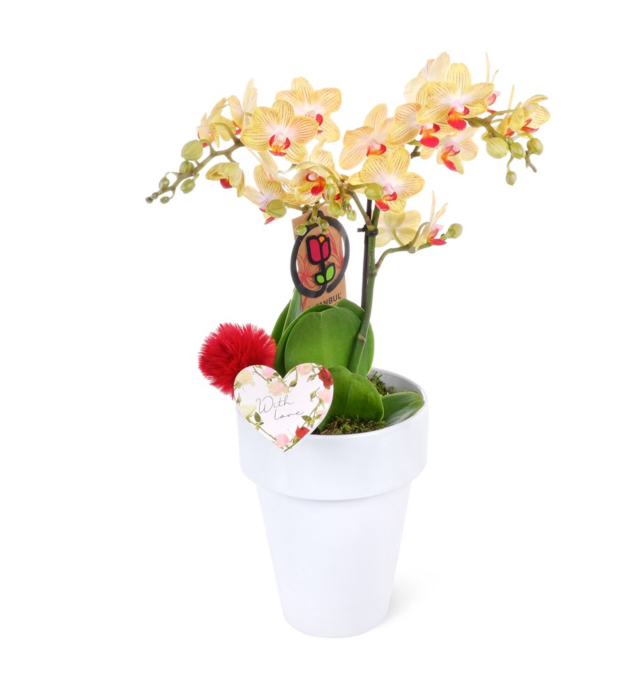 Seramikte Sarı Kırmızı Orkide Tasarımı - Phalaenopsis 2T Multi Midi