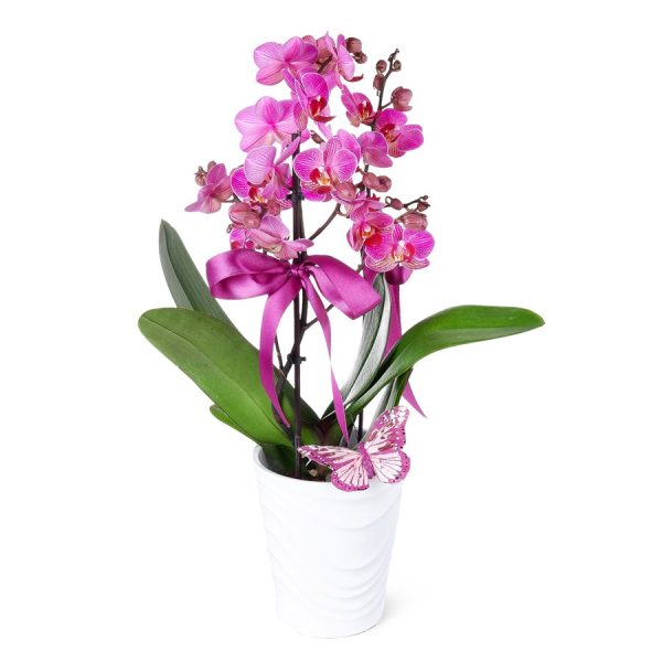Saksıda Orkide Kırçıllı Mor Aranjman Multi Midi - Phalaenopsis Tek Dallı