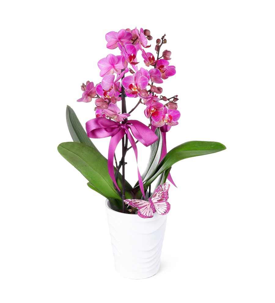 Saksıda Orkide Kırçıllı Mor Aranjman Multi Midi - Phalaenopsis Tek Dallı