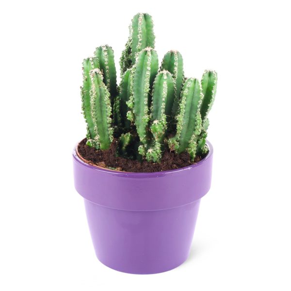 Acanthocereus tetragonus-Perili köşk kaktüs
