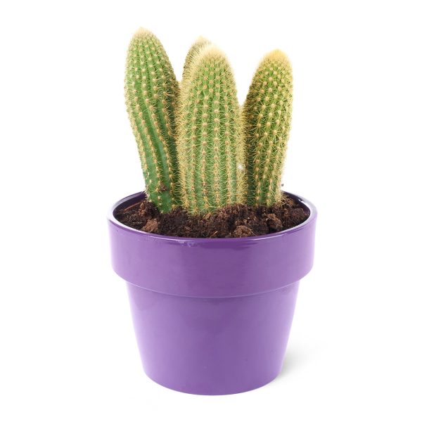 Espostoa guentheri-Kaktüs