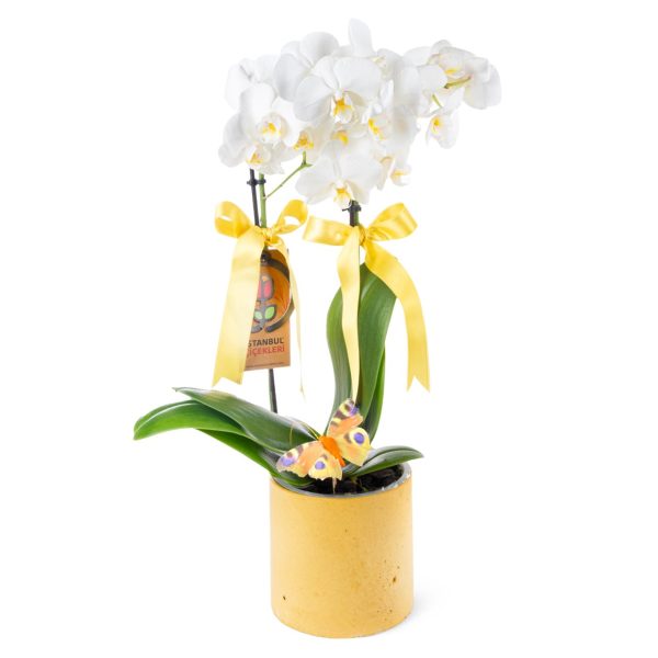 Saksıda Orkide Beyaz Aranjmanı Multi Midi - Phalaenopsis Çift Dallı