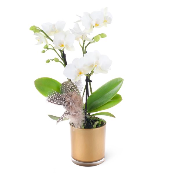 Saksıda Beyaz Orkide Aranjmanı - Phalaenopsis Midi Special