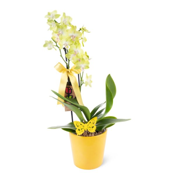 Seramikte Orkide Aranjmanı Sarı Multi Midi - Phalaenopsis Çift Dallı