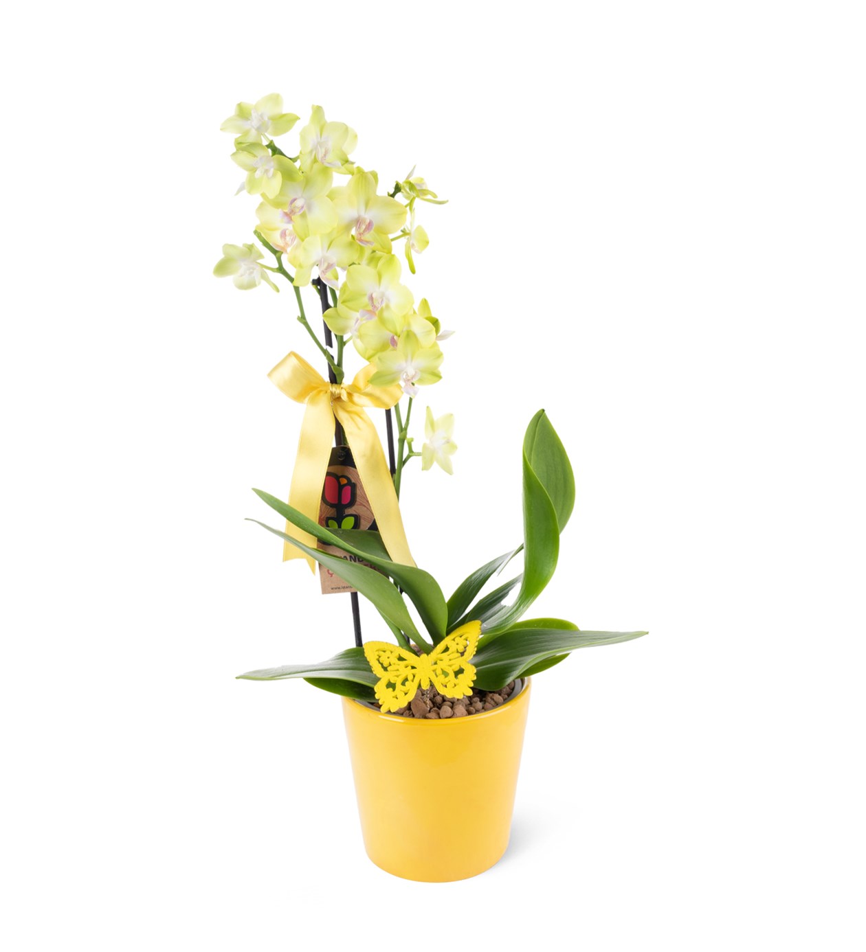 Seramikte Orkide Aranjmanı Sarı Multi Midi - Phalaenopsis Çift Dallı