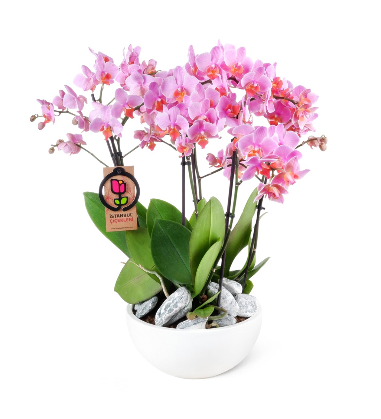 Rome Pink Orchid