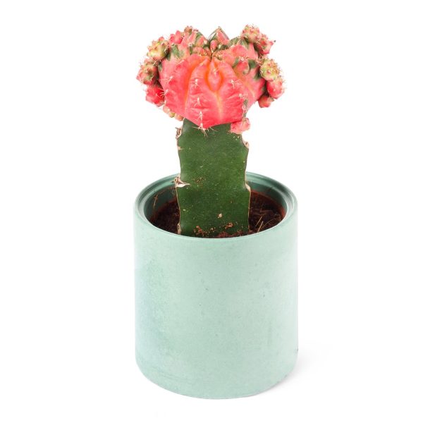 Gymnocalycium Mihanovichii - Aşılı kaktüs Pembe