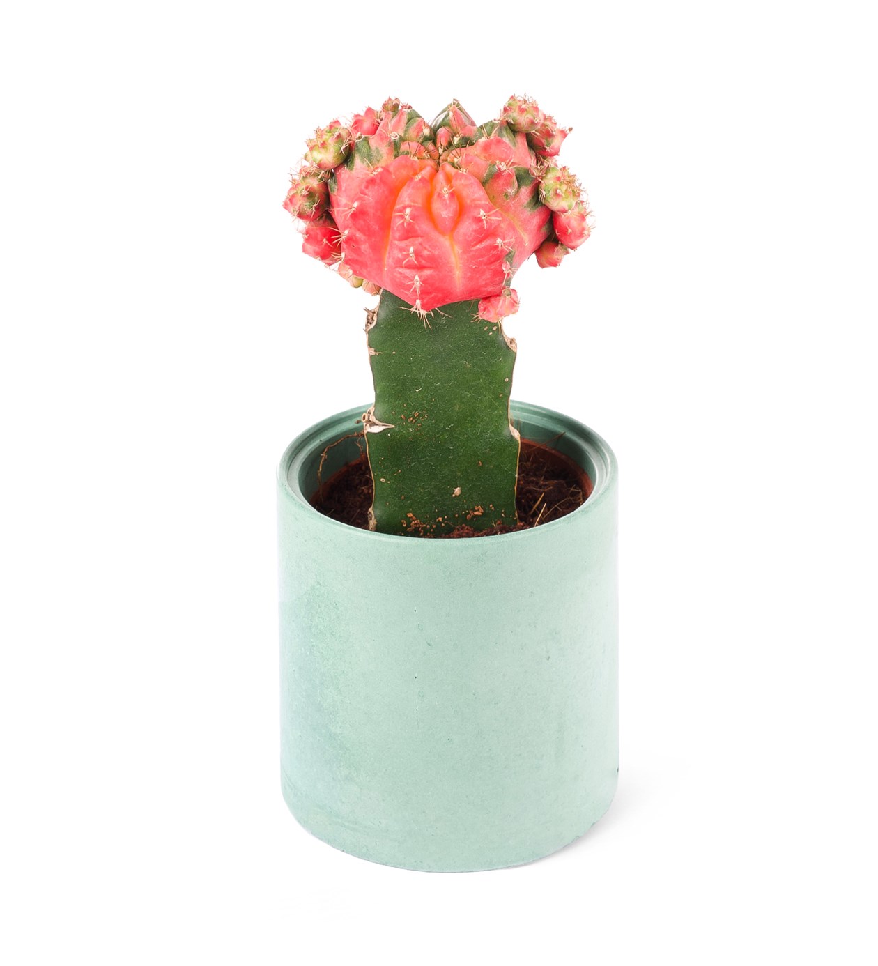 Gymnocalycium Mihanovichii - Aşılı kaktüs Pembe