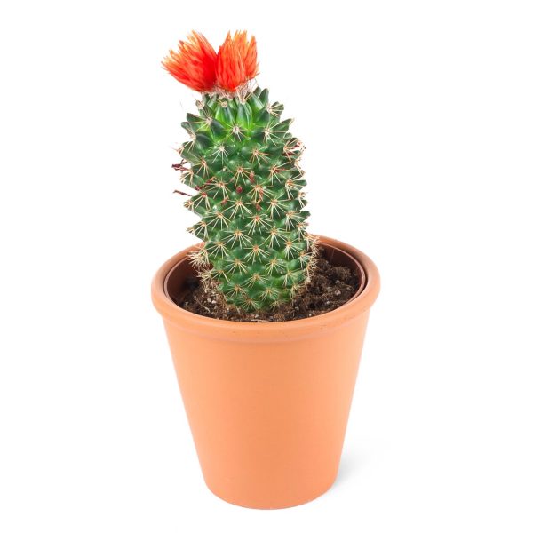 Mammilaria spinosissima-Kırmızı Çiçekli Mammilaria kaktüs(Sütun formlu)