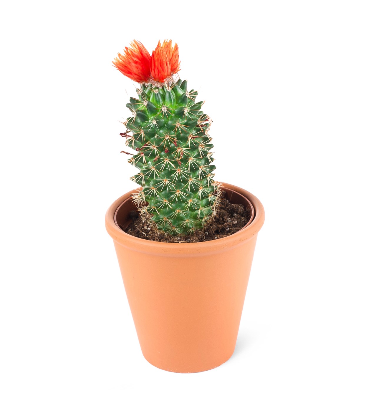 Mammilaria spinosissima-Kırmızı Çiçekli Mammilaria kaktüs(Sütun formlu)