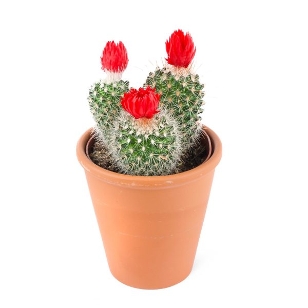 Mammilaria spinosissima-Kırmızı Çiçekli Mammilaria kaktüs