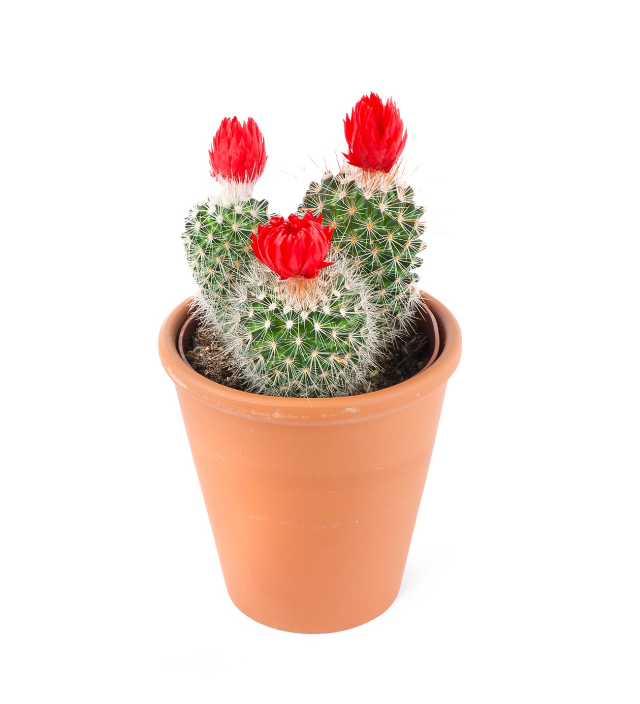 Mammilaria spinosissima-Kırmızı Çiçekli Mammilaria kaktüs