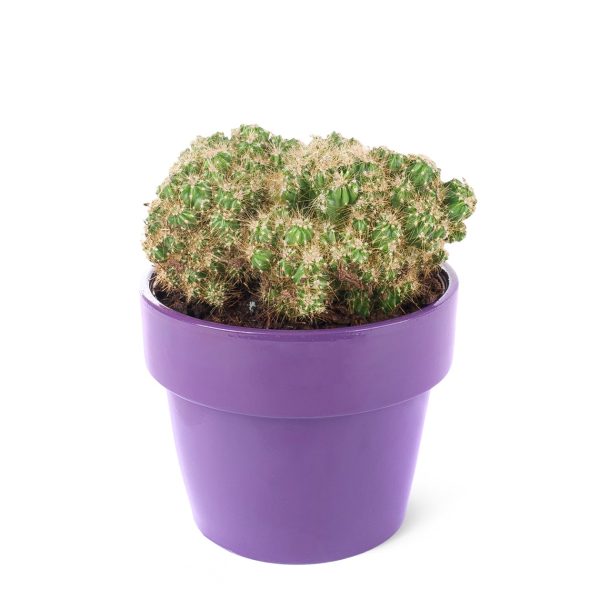 Thelocactus setispinus-Kaktüs