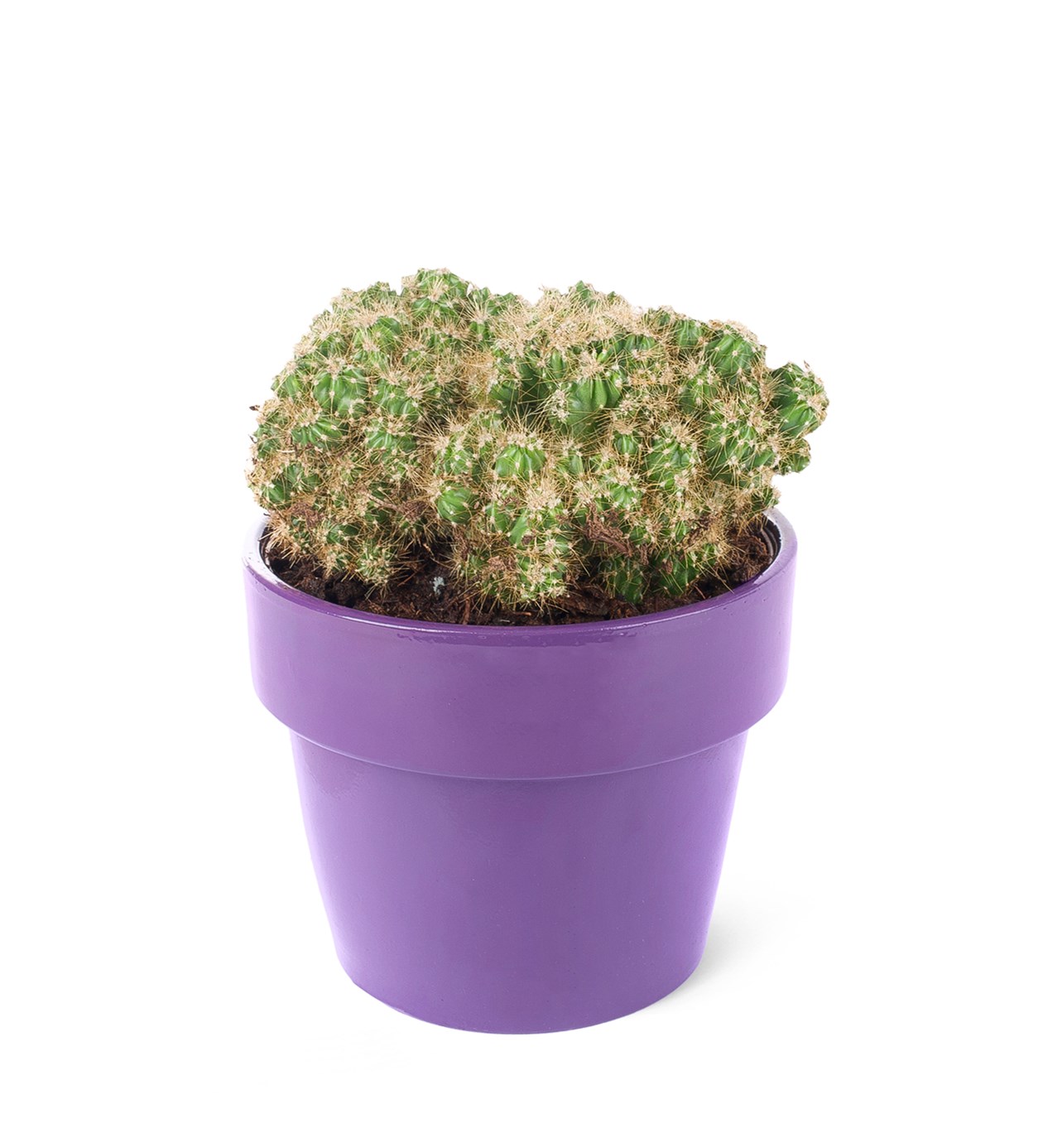 Thelocactus setispinus-Kaktüs