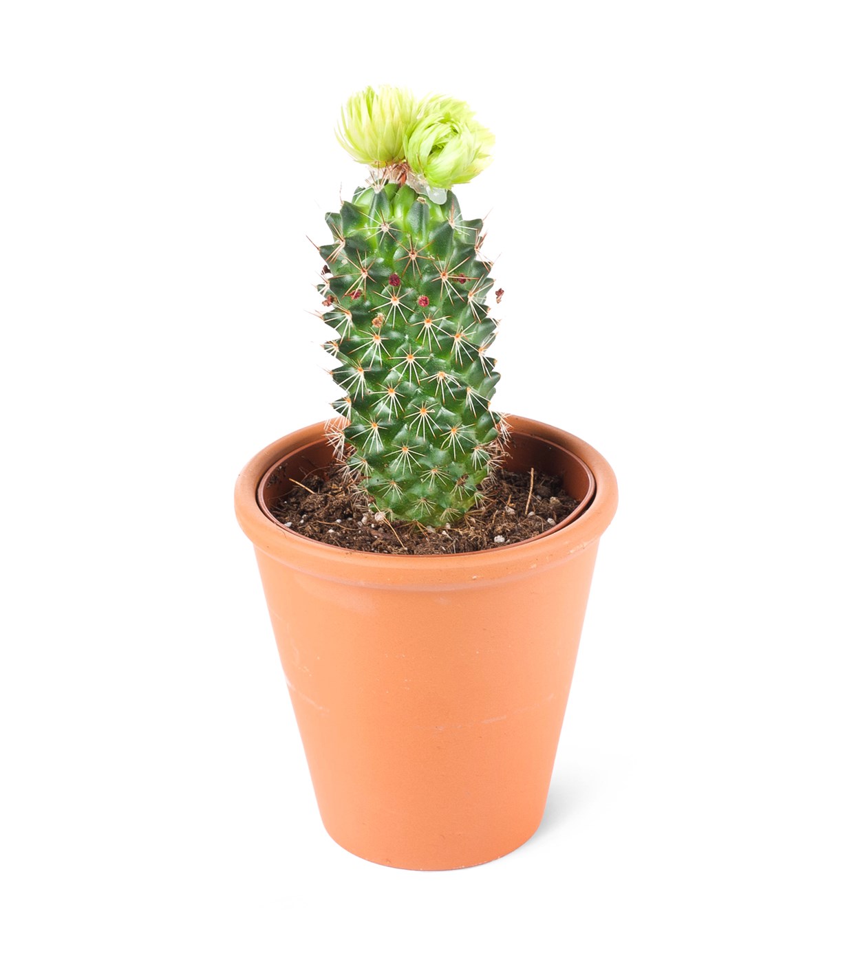 Mammilaria spinosissima-Yeşil Çiçekli Mammilaria kaktüs(Sütun formlu)