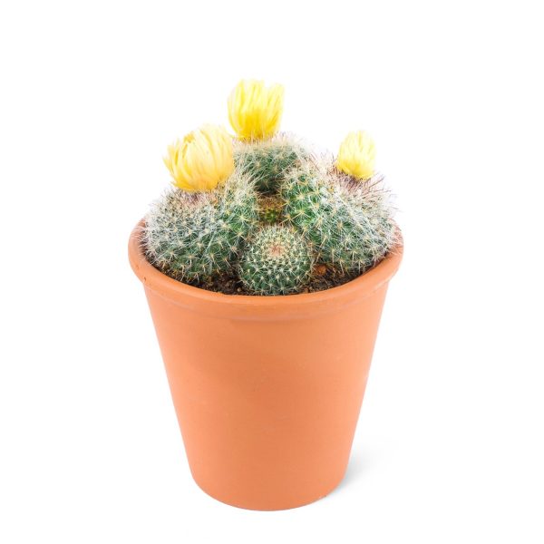 Parodia chrysacanthion-Sarı çiçekli kaktüs