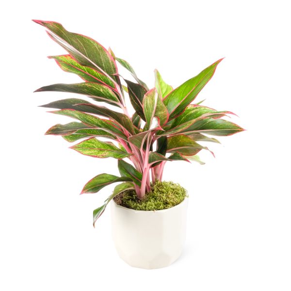 Aglaonema Commutatum
