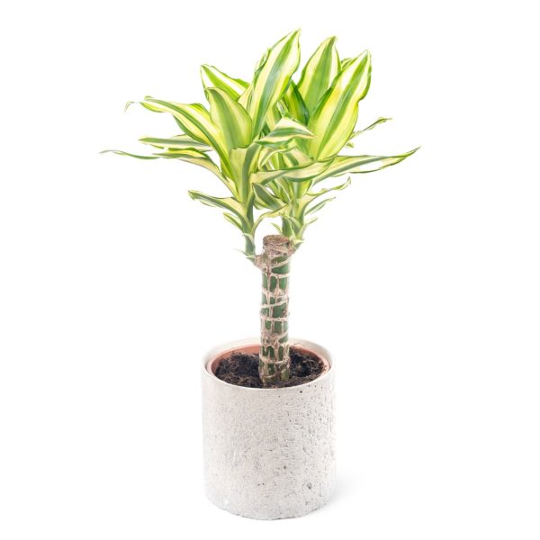 Dracaeana Yellow Coast