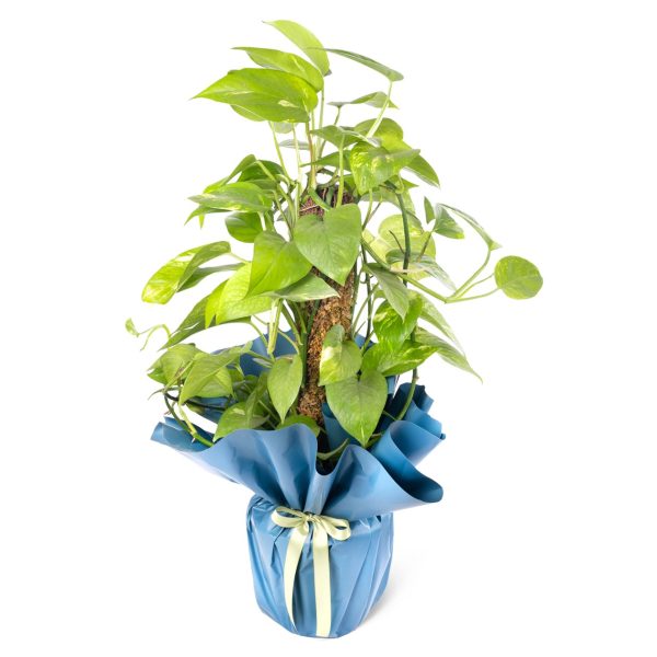 Epipremnum aureum 'mosstok' - Patos Salon Sarmaşığı