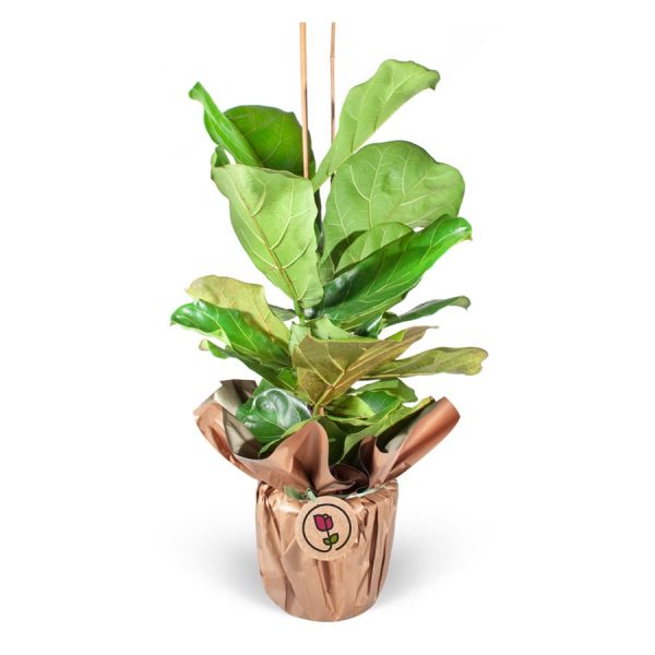 Keman Yapraklı Kauçuk - Ficus Lyrata 2 Gövde