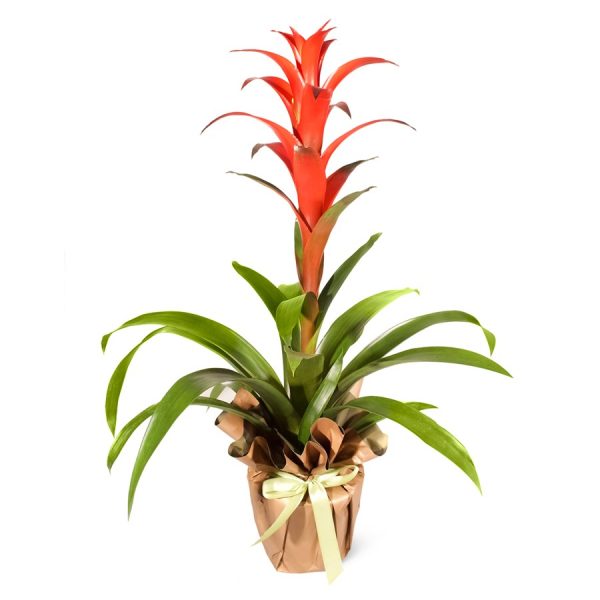 Guzmanya Kırmızı Guzmania Amoretto