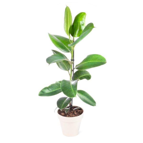 Kauçuk Ağacı - Ficus Elastica Robusta