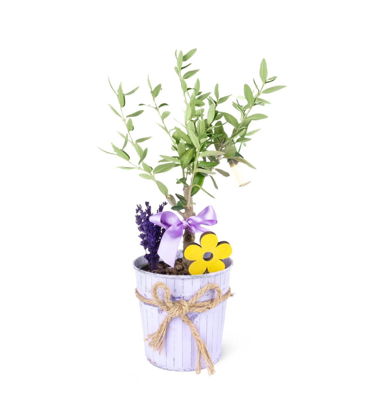 Lila Metal Saksıda Zeytin Aranjmanı