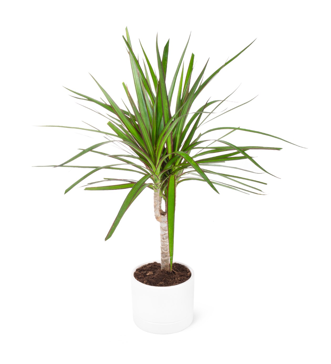 Dracaena Marginata