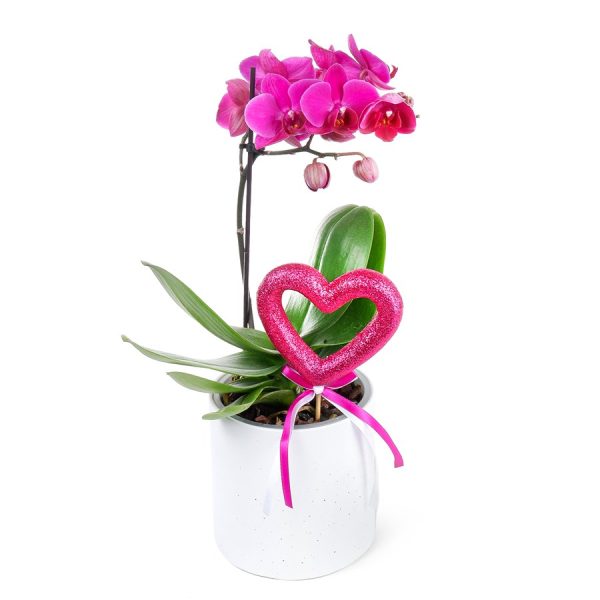 Saksıda Orkide Mor Aranjman Multi Midi - Phalaenopsis Tek Dallı