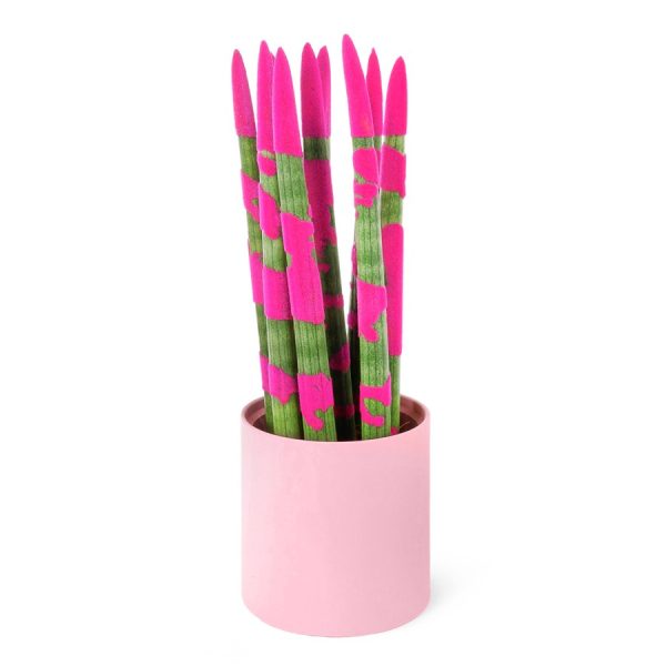 Fuşya Kadife Paşa Kılıcı - Sansevieria Velvet