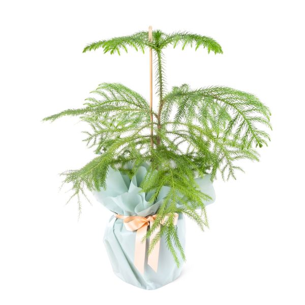 Salon Çamı - Araucaria Peterophylla