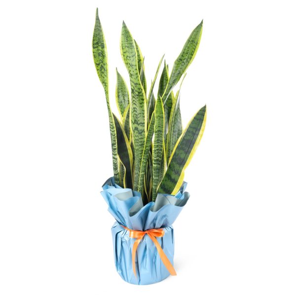 Sansevieria Trifasciara - Paşa Kılıcı
