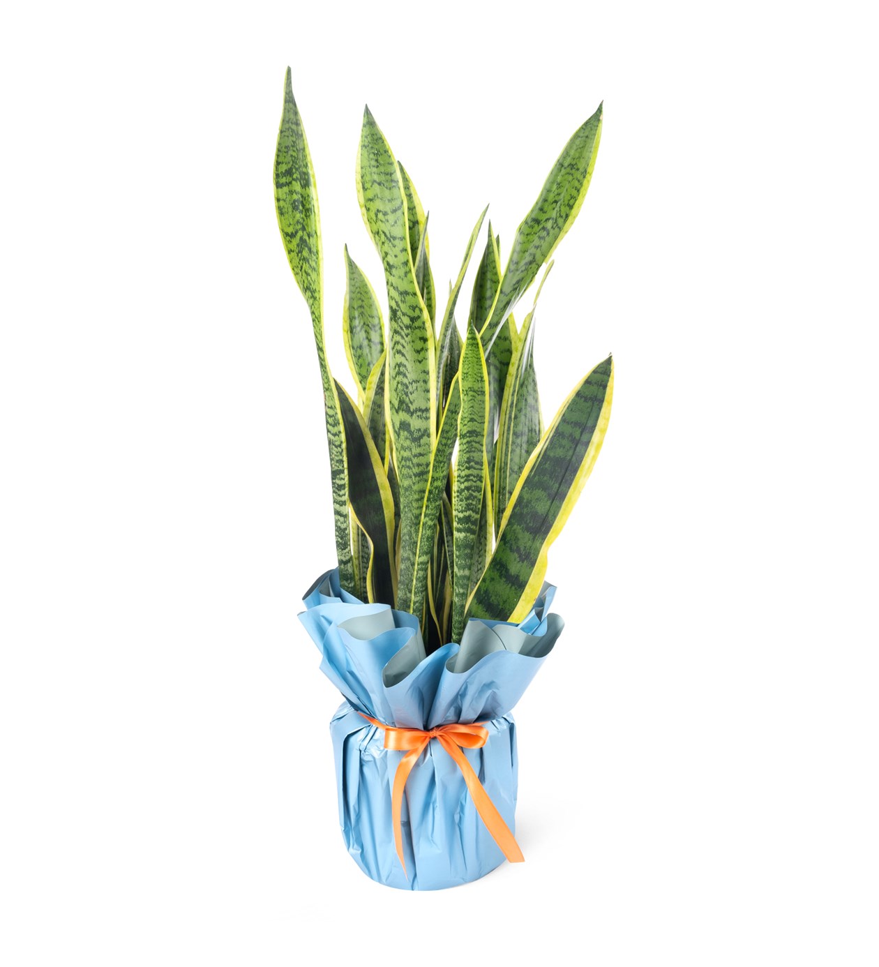 Sansevieria Trifasciara - Paşa Kılıcı