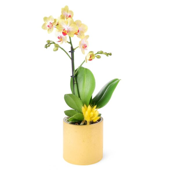 Sarı Desenli Orkide Aranjman Multi Midi - Phalaenopsis Tek Dallı
