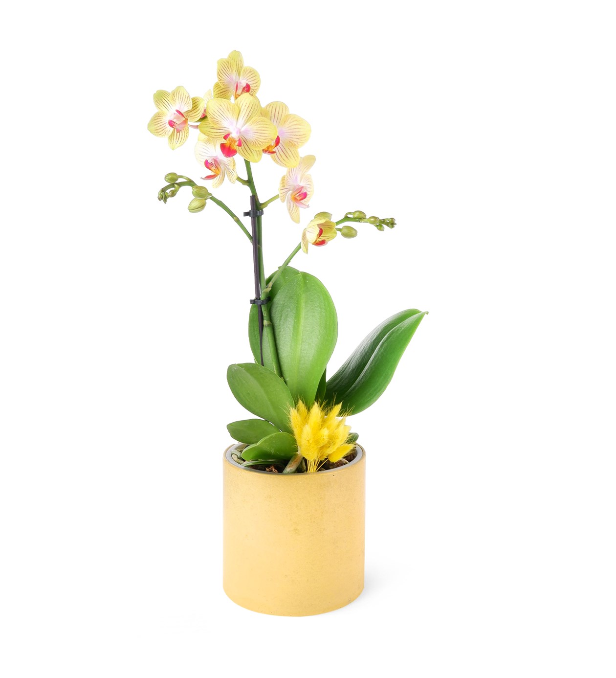 Sarı Desenli Orkide Aranjman Multi Midi - Phalaenopsis Tek Dallı