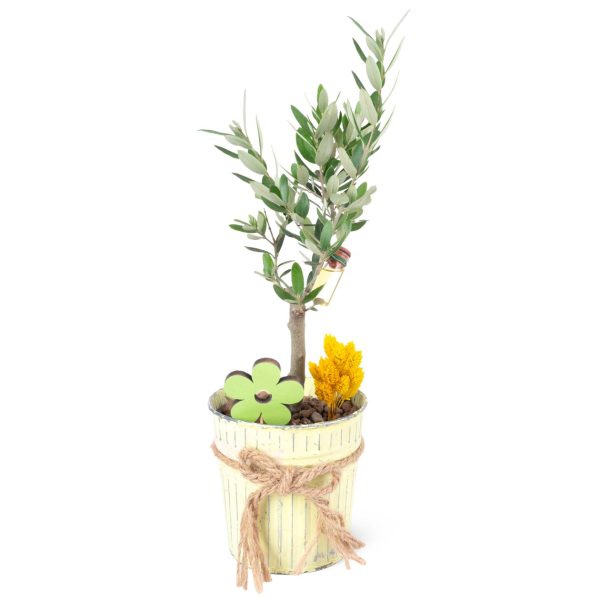 Sarı Metal Saksıda Zeytin Aranjmanı