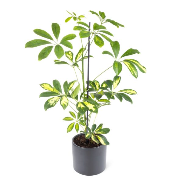Seramik Saksıda Schefflera