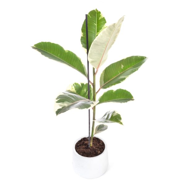 Alacalı Kauçuk Ağacı - Ficus Elastica Tineke