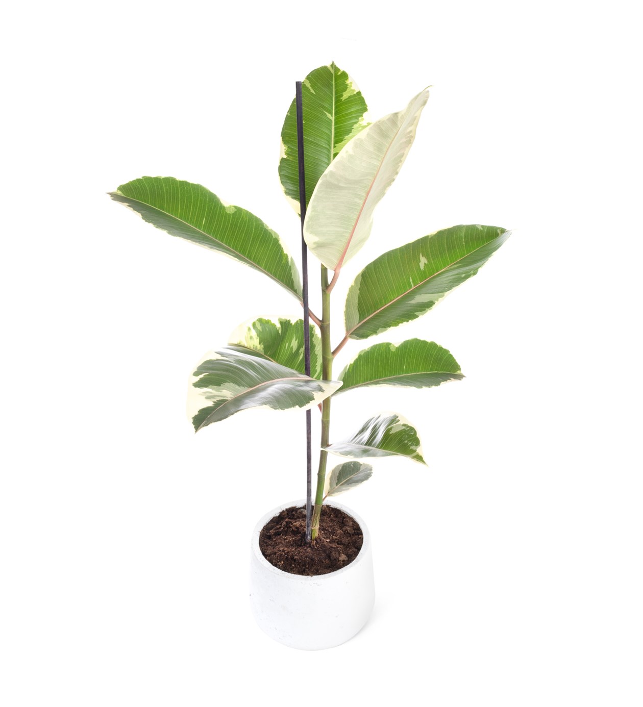 Alacalı Kauçuk Ağacı - Ficus Elastica Tineke
