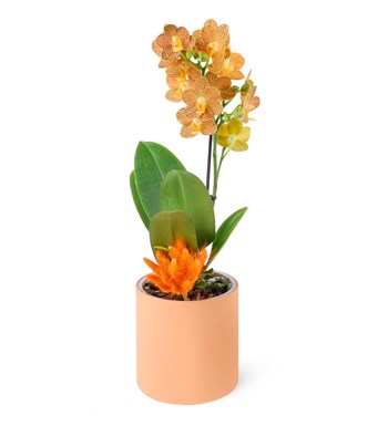 Turuncu Desenli Orkide Aranjman Multi Midi - Phalaenopsis Tek Dallı