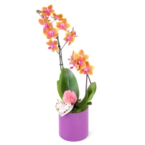 Seramikte Orkide Aranjmanı Turuncu Multi Midi - Phalaenopsis Çift Dallı
