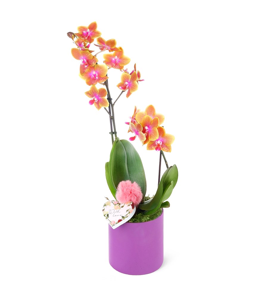 Seramikte Orkide Aranjmanı Turuncu Multi Midi - Phalaenopsis Çift Dallı