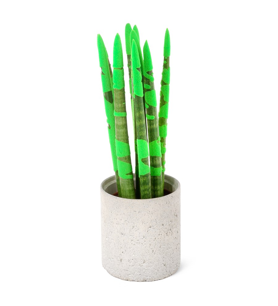 Dracaena Compacta