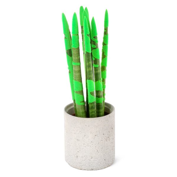 Yeşil Kadife Paşa Kılıcı - Sansevieria Velvet