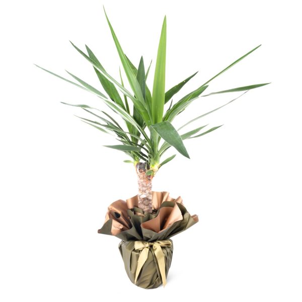 Kılıç Çiçeği Yuka - Yucca Tek Gövde