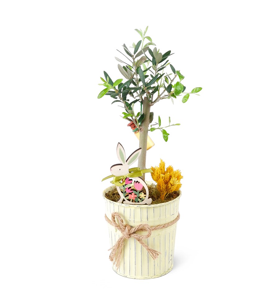 Sarı Metal Saksıda Zeytin Aranjmanı