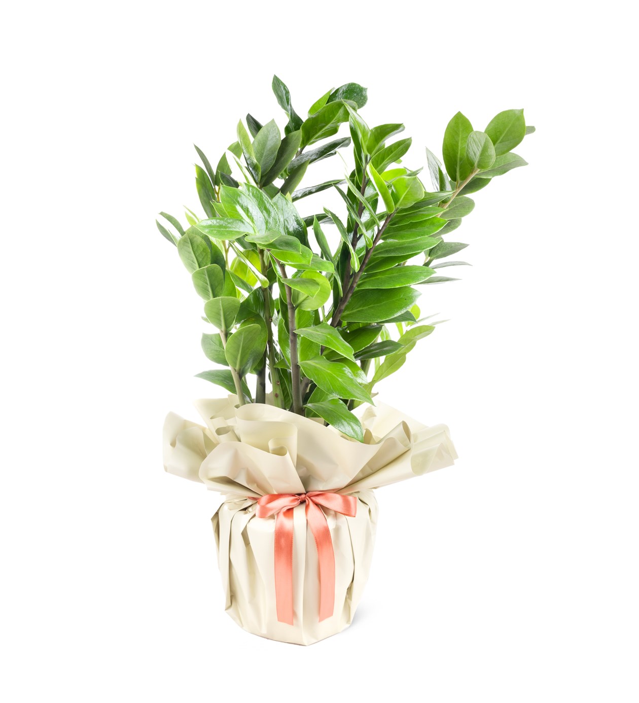 Zeze Çiçeği - Zamia Zamiifolia